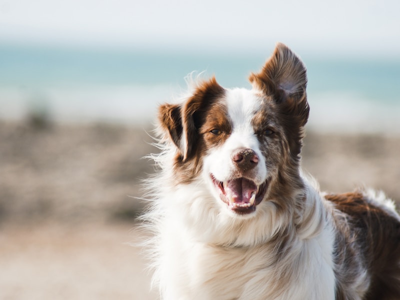 Pet feliz na praia sorrindo